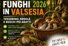 funghi in Valsesia articolo eventivalsesia